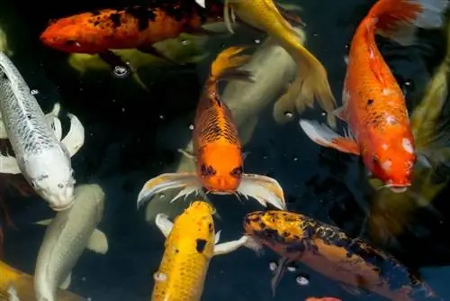 Koi-Fische schwimmen auf der Wasseroberfläche