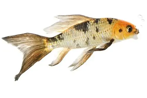 Skoenlapper Koi Vis_vyfkolle_shutterstock