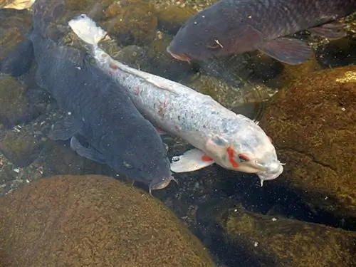 Weiße Koi zwischen zwei schwarzen Koi im Wasser