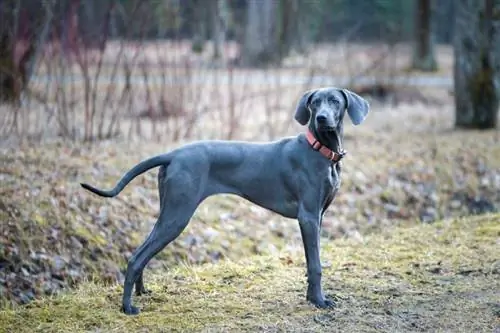 un bell weimaraner blau a l'aire lliure