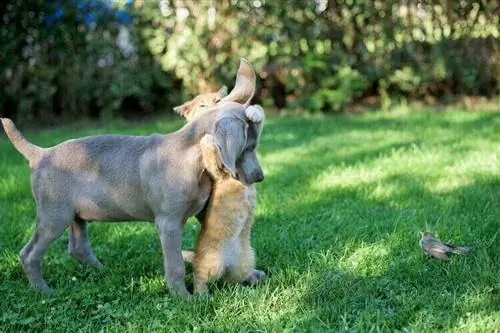 Weimaraner-og-katt