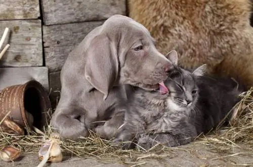 Adakah Weimaraners Baik Dengan Kucing? Sosialisasi & Petua Pengenalan