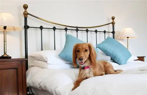 hond wat op die bed lê