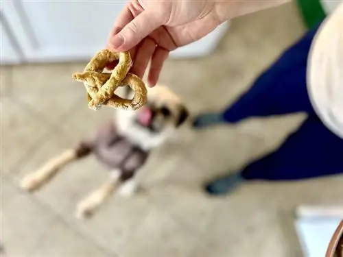 vit hund som slickar läppar och hoppar för hemlagad pretzelhund