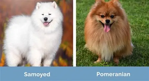 Samoyed vs Pomeranian unul lângă altul