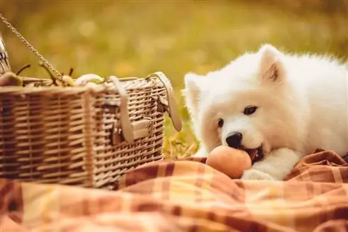 Ο Samoyed τρώει ροδάκινο