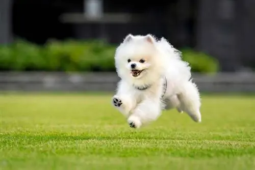 anjing pomeranian putih berlari di taman