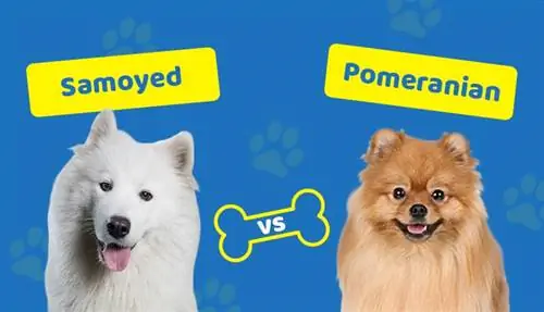 Samoyed vs Pomeranian: Mana yang Tepat untuk Saya? (Dengan Gambar)