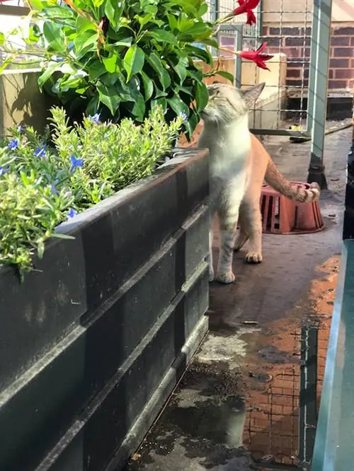 katt som snuser på planten på balkongen