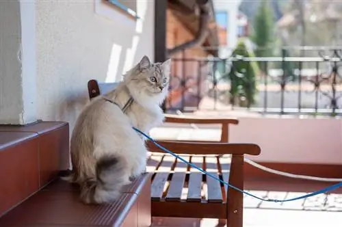 Come rendere un balcone a prova di gatto – 10 modi possibili