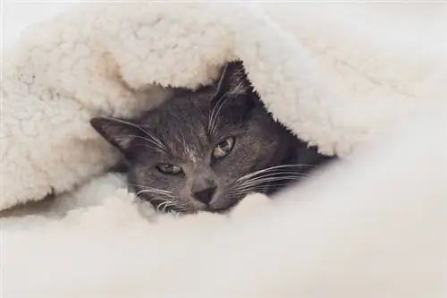 gato peludo en manta