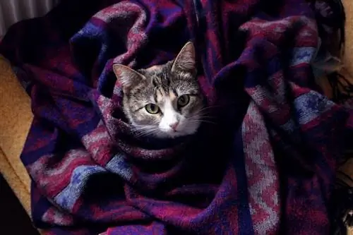 Ai gatti piacciono le coperte? Cosa hai bisogno di sapere