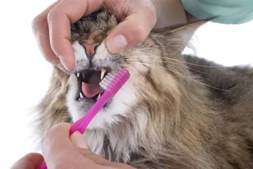 escovar os dentes do gato