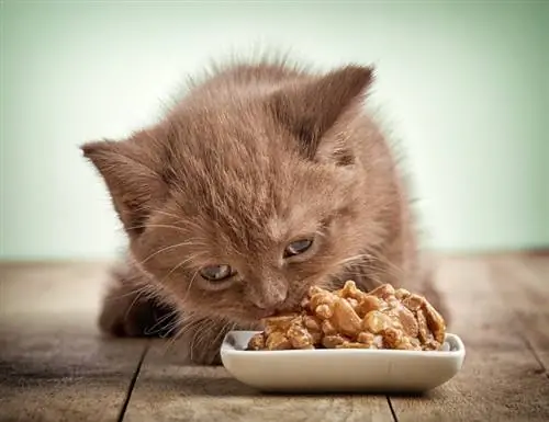 gatito comiendo comida húmeda para gatos