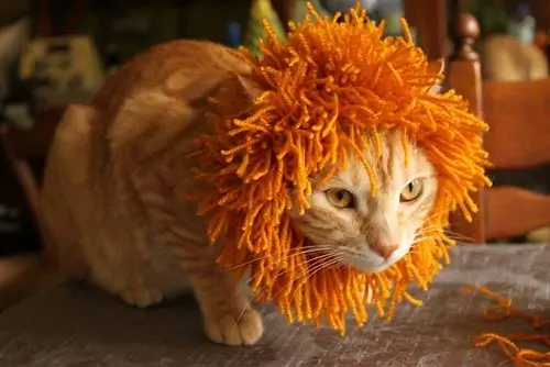 Cute Knit Lion Mane Hat- Ravelry