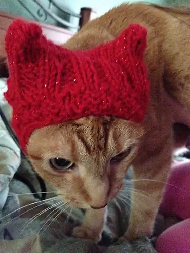 Toasty Ears for Angry Cats Trikotažo raštas – Ravelry