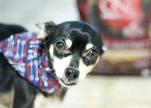 DIY- PET BANDANA COLLAR (ไม่มีตัวเลือกการเย็บ)