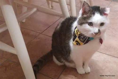 Pusang Bandana