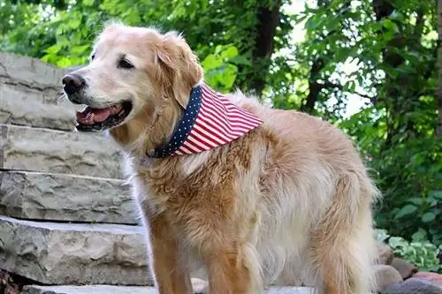 Bandana para perro fácil de hacer (patrón imprimible gratis)