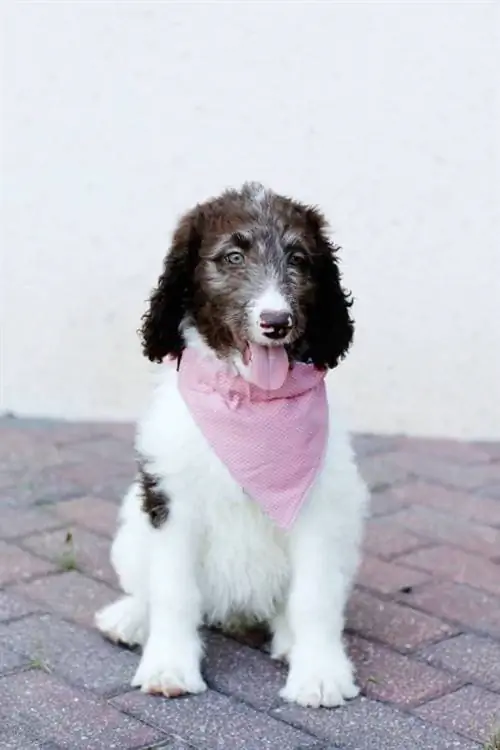 Madaling Dog Bandana Pattern