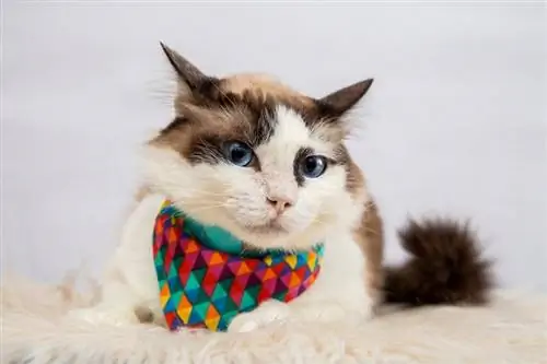 9 DIY Cat Bandanas Koj Ua Tau Hnub no (Nrog Duab)