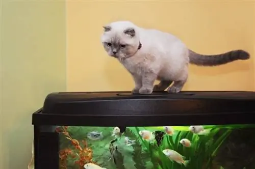 Un chat British Shorthair au-dessus d'un aquarium