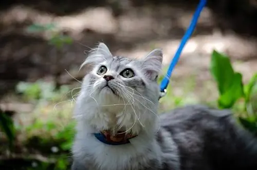 en medelhårig katt i koppel utomhus