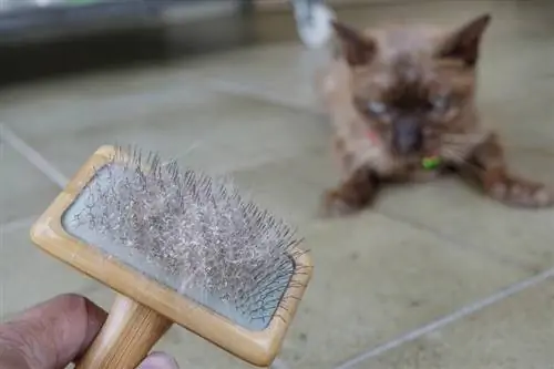 Peau et poils de chat sur la brosse