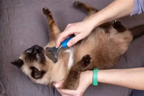 vrouw die een siamese kat borstelt