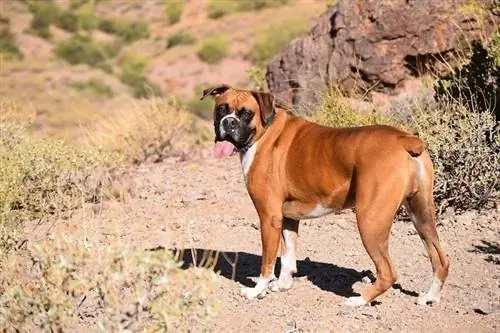 Fawn Boxer