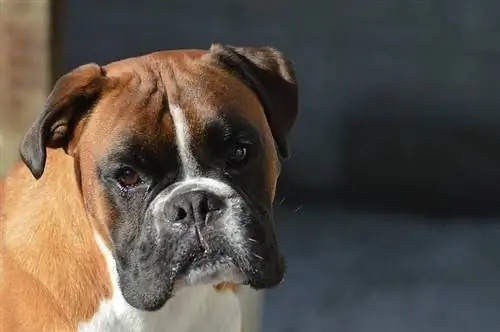 3 Colores Perro Boxer