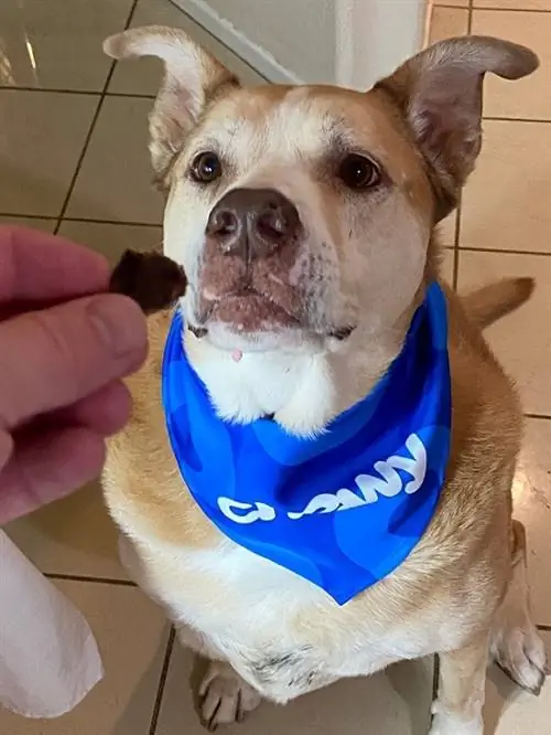 wesley bandana