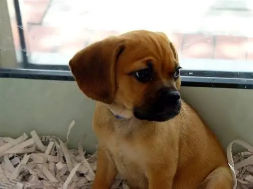 لعبة Puggle