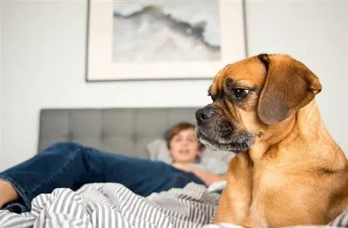 Puggle-Dog-Relaxing-in-Bed_Anna-Hoychuk_Shutterstock