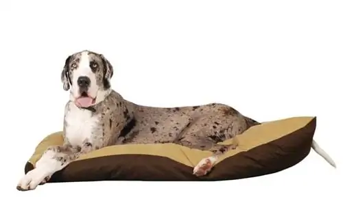 10 Giường cho chó tốt nhất dành cho Great Danes năm 2023 – Đánh giá & Hướng dẫn