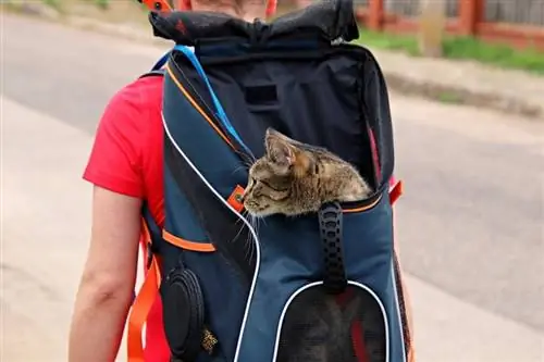 ዛሬ መስራት የሚችሏቸው 5 DIY Cat Carrier Plans (በፎቶዎች)