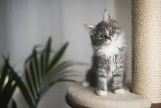 tabby maine coon con mèo con