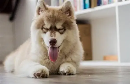 Husky Yavruları için Köpek Maması