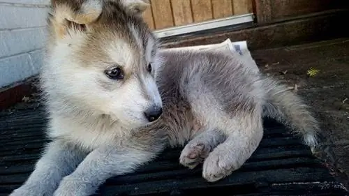 7 Makanan Anjing Terbaik untuk Anak Anjing Husky pada 2023 – Ulasan & Pilihan Teratas