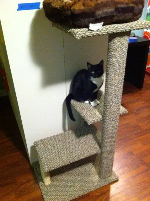 Dadand Kitty Condo- Dadand