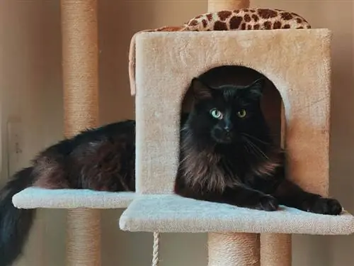 gato negro en un árbol de gatos con condominio