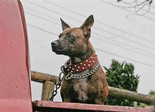 Quins són els millors materials per a un collar de gos?