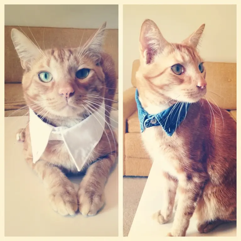 DIY Fancy Cat Collar - Makeover miau