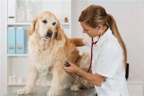 Veterinario escuchando a un perro Golden Retriever en su clínica