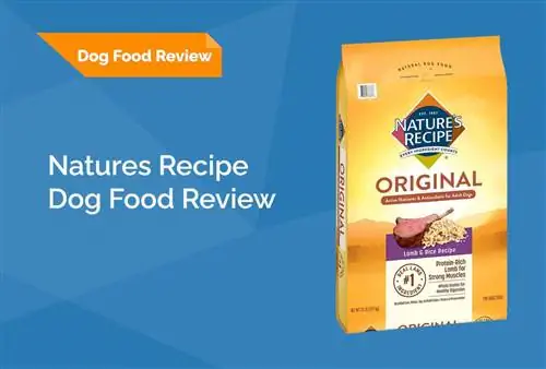 Nature’s Recipe Dry Dog Food Review 2023: Recalls, Pros & Cons