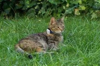 9 καλύτερα GPS Cat Trackers – 2023 Κριτικές & Οδηγός αγοραστών