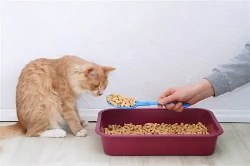 luya na pusa malapit sa litter box