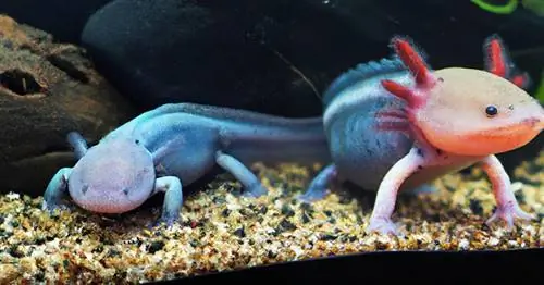 un par de ajolotes en el acuario