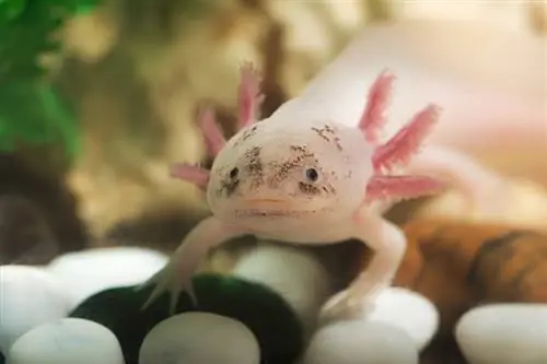 Axolotl tuxum qo'yadimi? Veterinar tomonidan ko'rib chiqilgan faktlar & FAQ