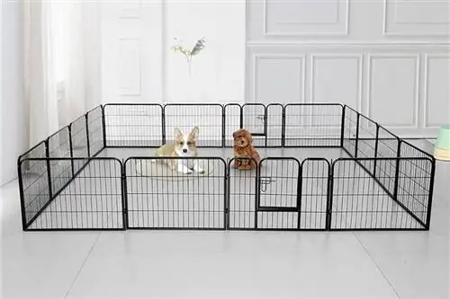 playpen dua-anjing-kecil-dalam-hitam-lebar